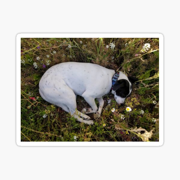 Flower Dog Sticker