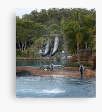 Playful dolphins Canvas Print