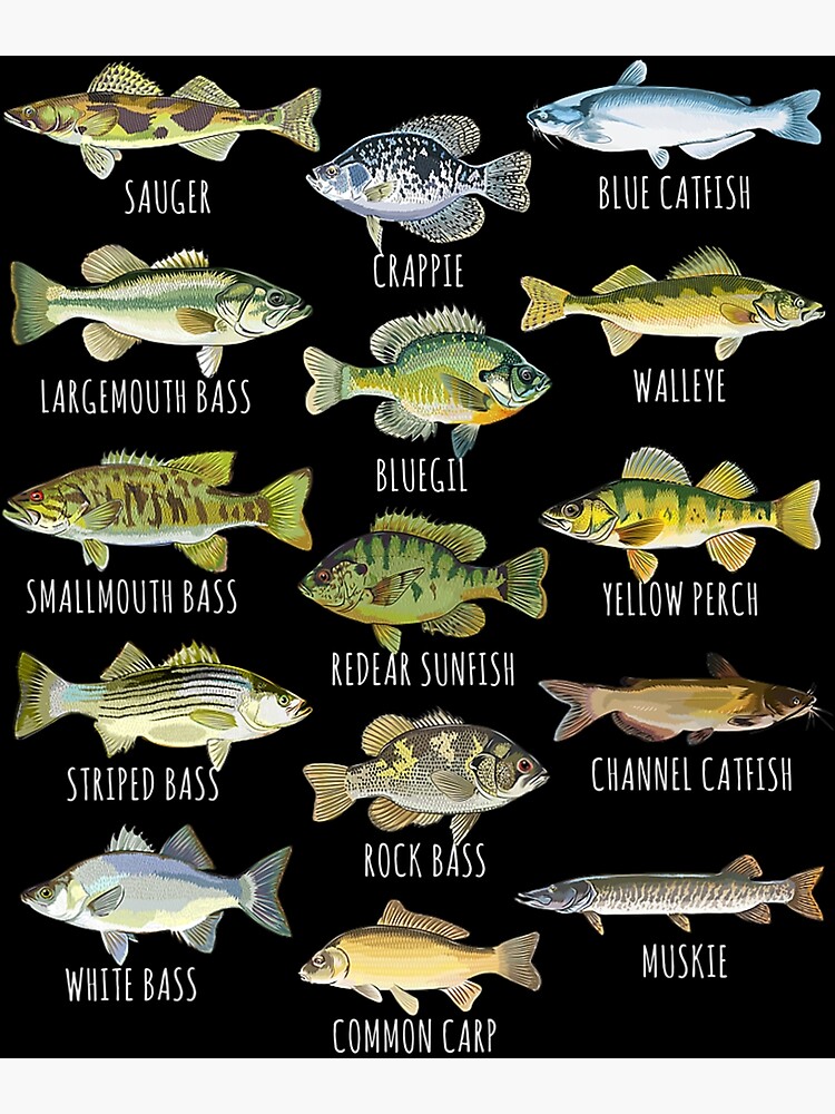 "Kids Fish Species Biology Types Of Freshwater Fish Fishing" Poster for Sale by profitabletoll1