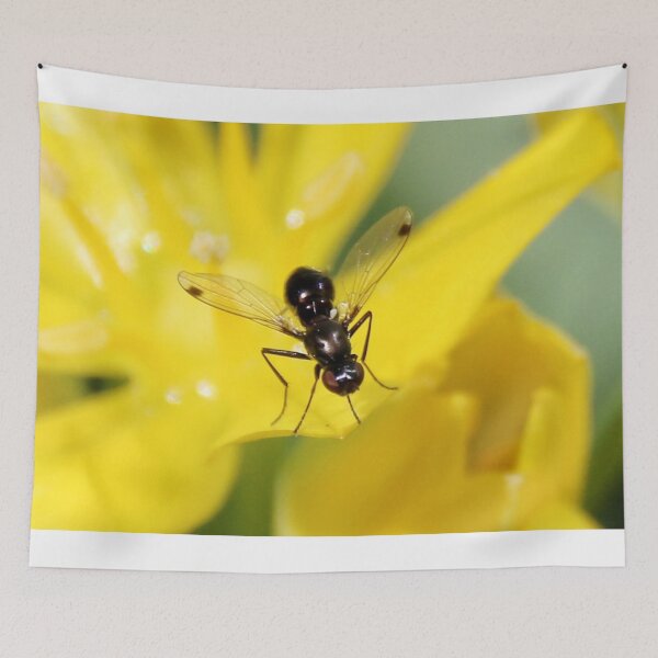 Item preview, Tiny Fly - Sepsis cynipsea designed and sold by AnnDixon.