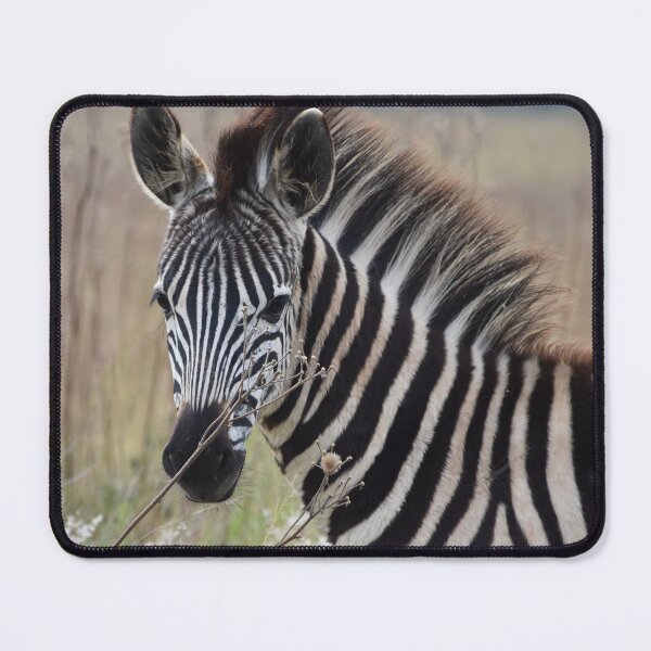Item preview, Zebra photograph - Rietvlei Nature Reserve, South Africa designed and sold by Marlienart.