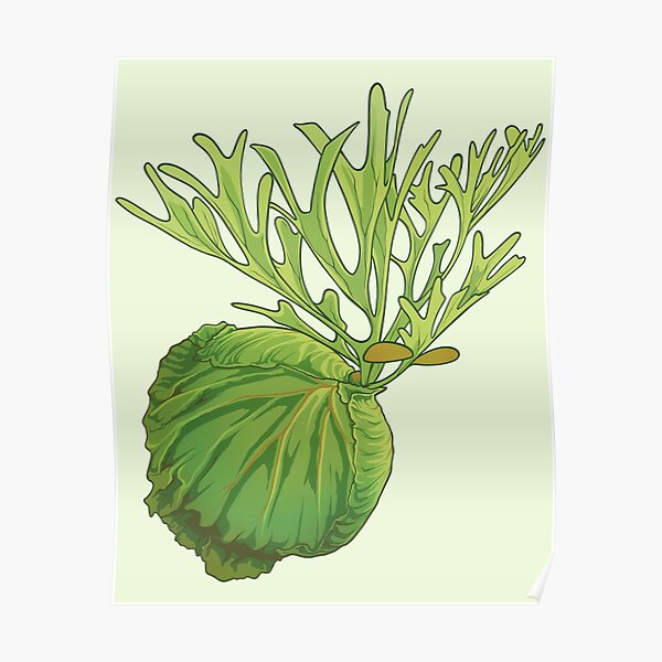 Platycerium Posters For Sale Redbubble