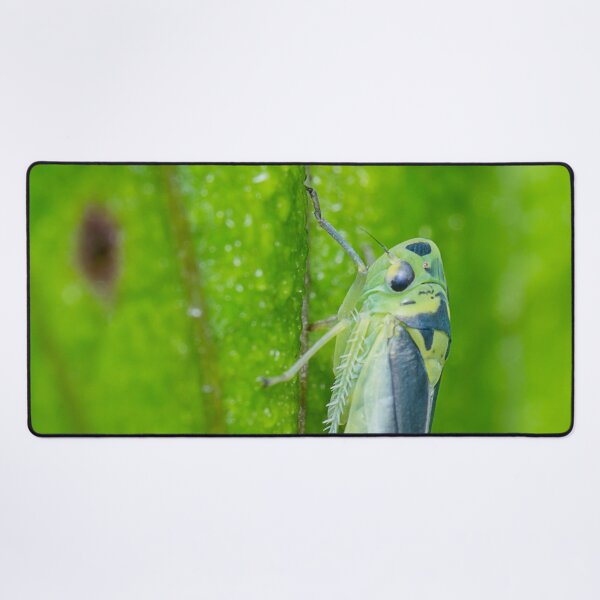 Item preview, Unique and organic photo of a leafhopper designed and sold by AvonPerception.