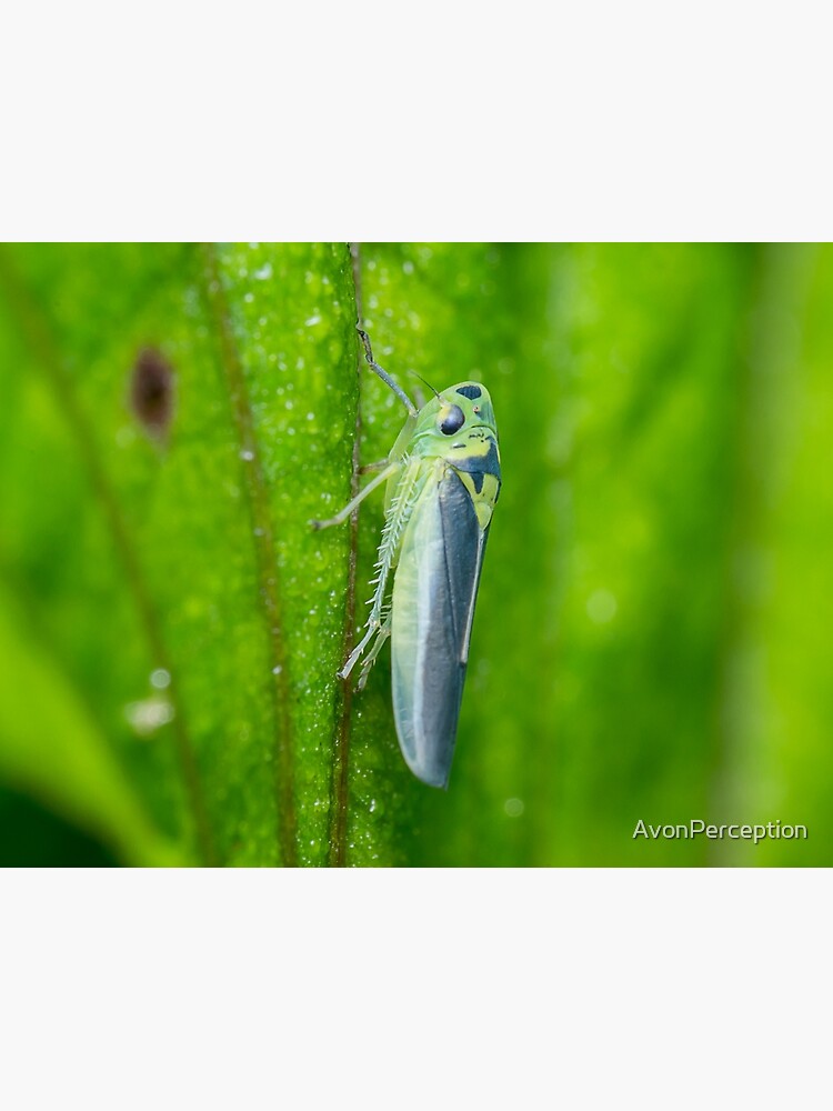 "Unique and organic photo of a leafhopper" Poster for Sale by