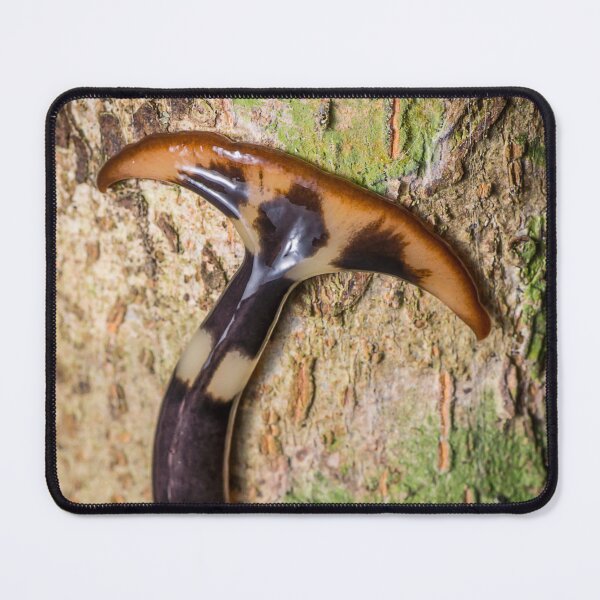 Item preview, Unique and organic photo of a hammerhead flatworm designed and sold by AvonPerception.