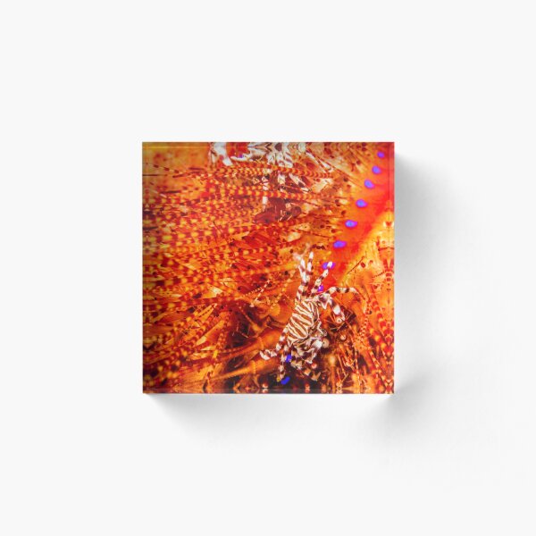 Home of fiery spines Acrylic Block