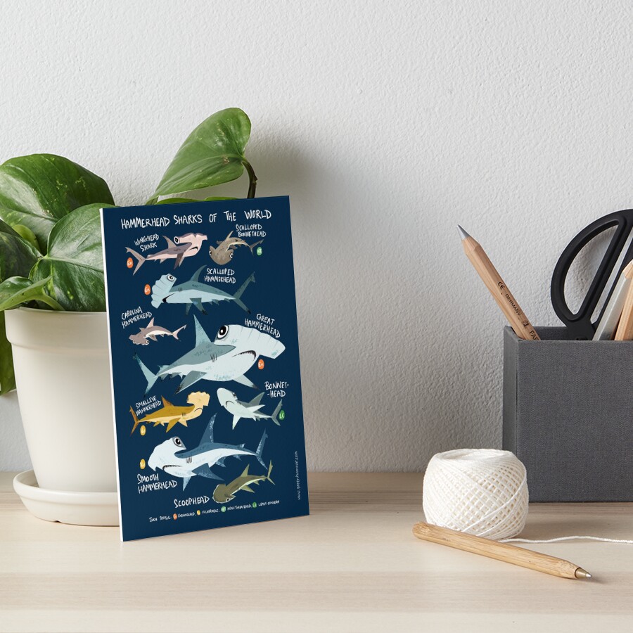 Hammerhead Sharks of the World Photographic Print