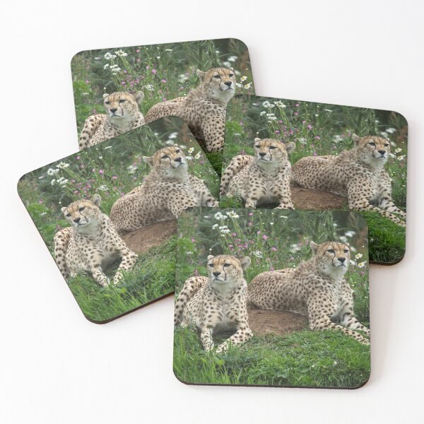 Item preview, Resting Cheetahs designed and sold by rawshutterbug.