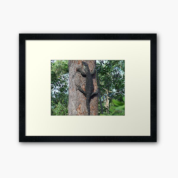 Lace-Monitor... Framed Art Print
