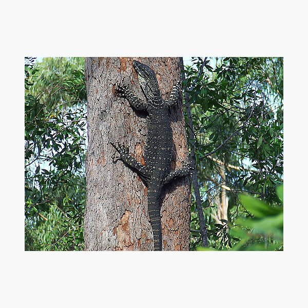 Lace-Monitor... Photographic Print