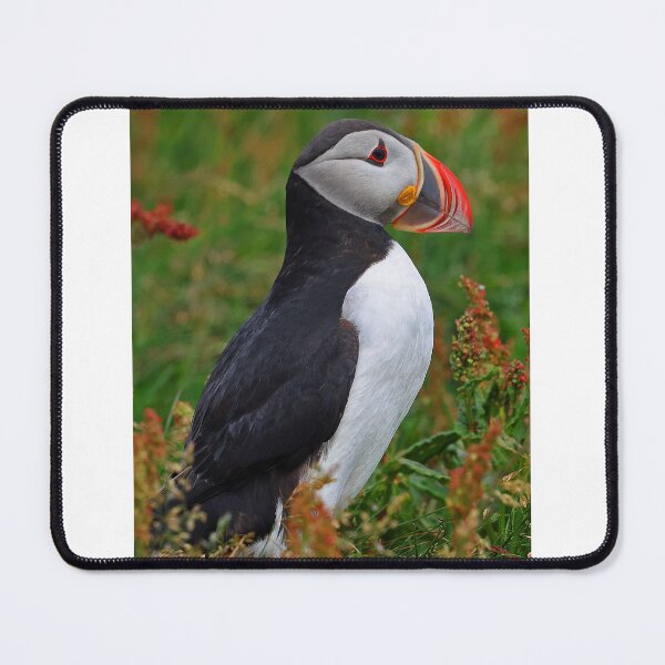 Item preview, Atlantic Puffin designed and sold by Anthony Goldman.