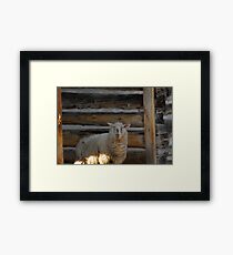 George's sheep Framed Print