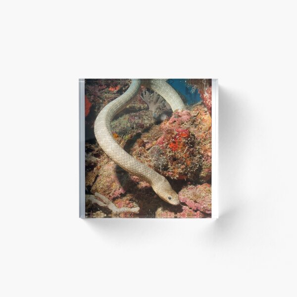 Olive Seasnake, Papua New Guinea Acrylic Block