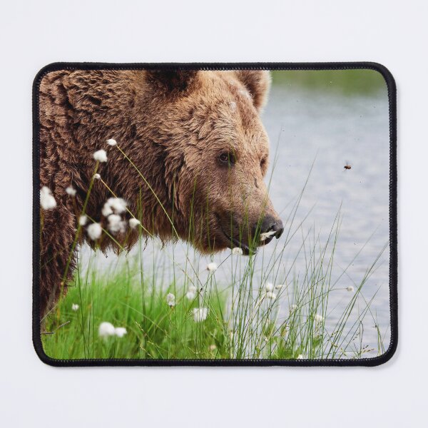 Item preview, Feeling for a small bite.  Brown bear designed and sold by Jouko Lehto Photography.