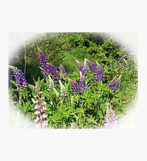 Lupin Garden Photographic Print