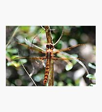 Flame Skimmer Fotodruck