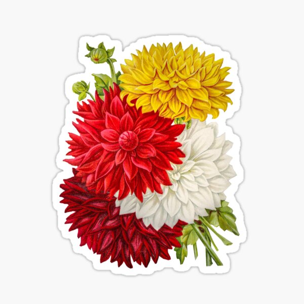 Item preview, The Dahlia Flower In Magenta, Red, White And Yellow. A Dahlia Bouquet designed and sold by Eklectikos.