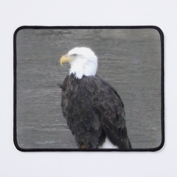 Item preview, Eagle looking for lunch designed and sold by ibelieveimages.