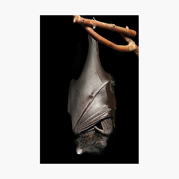 Bat on Black Photographic Print
