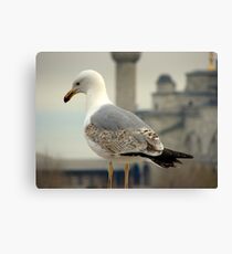 Perched Canvas Print