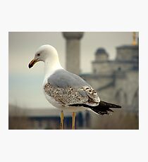 Perched Photographic Print