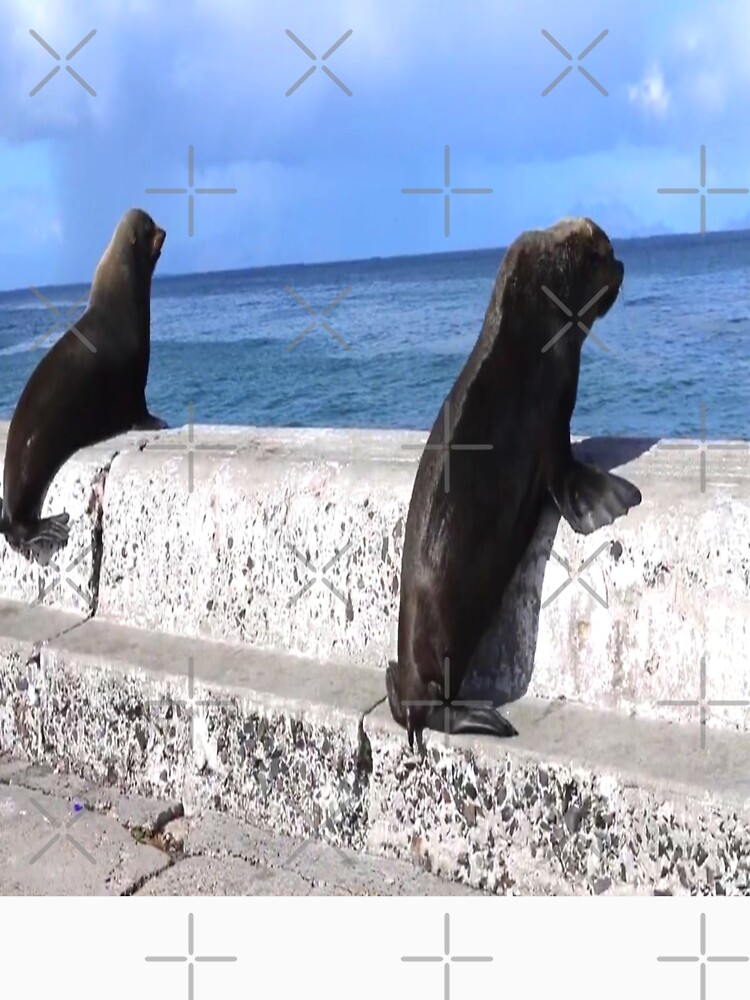 Two Seals Sea Animals Looking at the Ocean