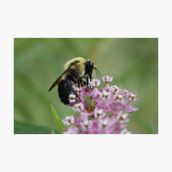 Carpenter bee Photographic Print