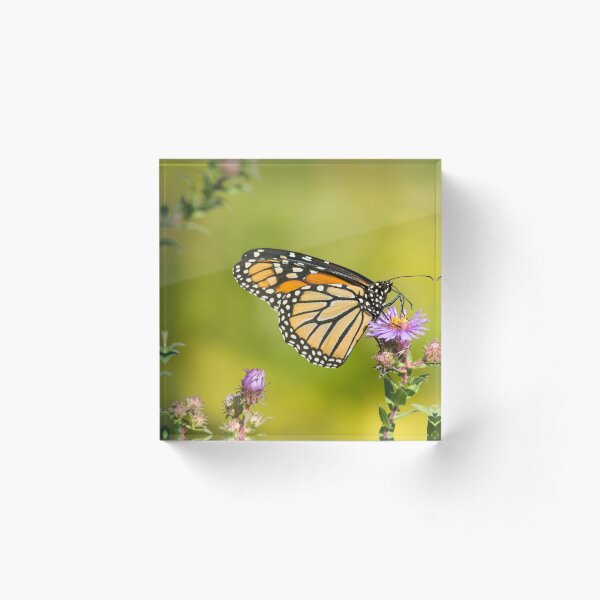 Monarch Of Raymore Park Acrylic Block