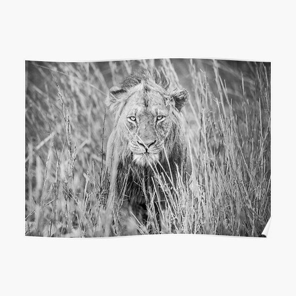 The Lion´s Gaze Poster