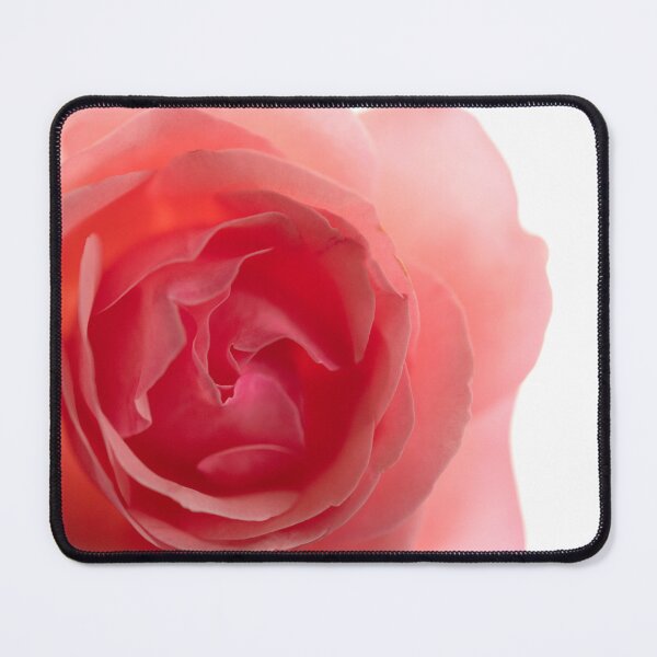 Item preview, Close up of romantic rose in white background designed and sold by CarmenConsi.