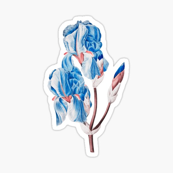 Item preview, Iris Pallida Flower, Alternative Illustration - Blue and Red Rose designed and sold by DaphneKstudio .