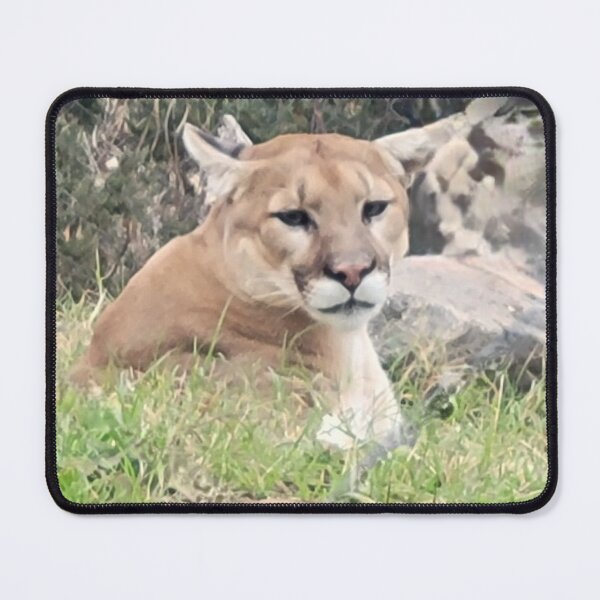 Item preview, Lioness designed and sold by Glancebehindpic.
