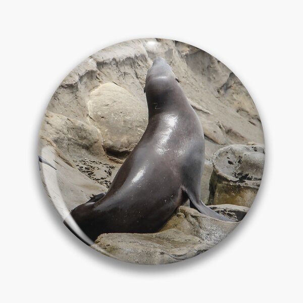 Item preview, Young Sea Lions at the Cove designed and sold by heatherfriedman.