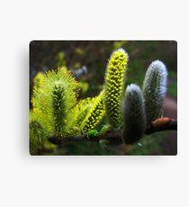 Catkin Extreme Canvas Print