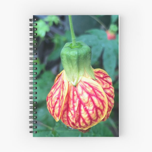 Item preview, Hanging Tender Christmas Bud of the Flowering Maple designed and sold by Photomersion.
