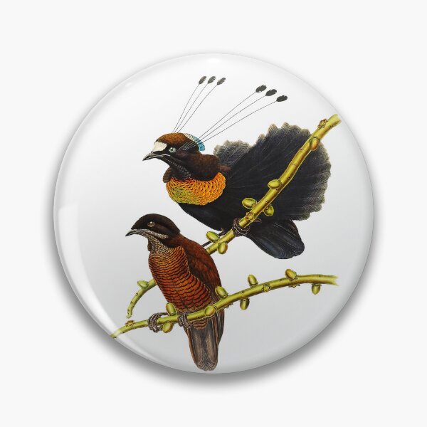 Item preview, Bird Of Paradise Parotia Lawesii designed and sold by Thelmasutton.