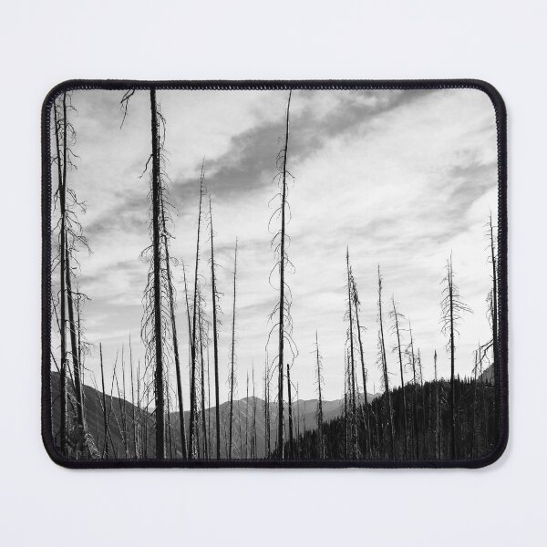 Item preview, Looking Up Series-regrowth  designed and sold by blancnoirphoto.