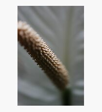 Spike Photographic Print