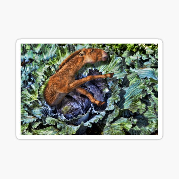 "Donkey and Cabbage" Sticker for Sale by GolemAura Redbubble