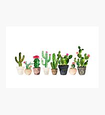 Cactus Photographic Print