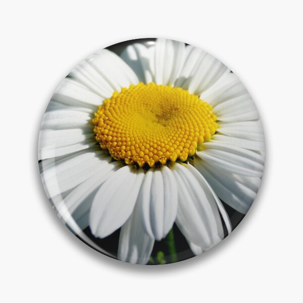 Item preview, Stunning White Shasta Daisy Photograph designed and sold by taiche.