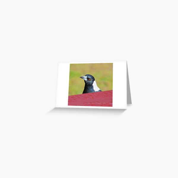 MAGPIE ~ Australian Magpie DWVRAQKJ by David Irwin ~ WO Greeting Card
