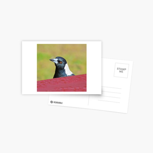 MAGPIE ~ Australian Magpie by David Irwin ~ WO Postcard