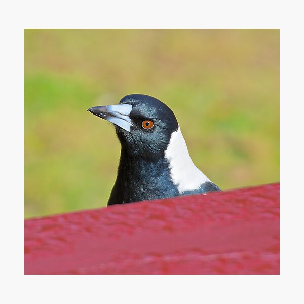 MAGPIE ~ Australian Magpie DWVRAQKJ by David Irwin ~ WO Photographic Print