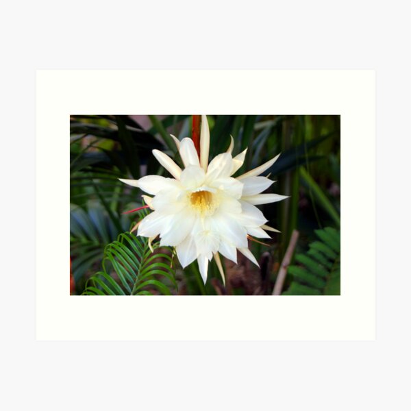 Aperçu de l'œuvre Moonflower créée et vendue par Bilgolaj.