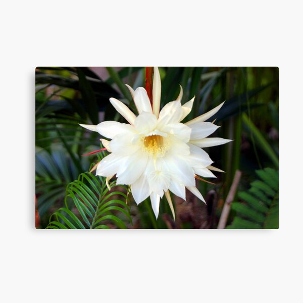 Aperçu de l'œuvre Moonflower créée et vendue par Bilgolaj.