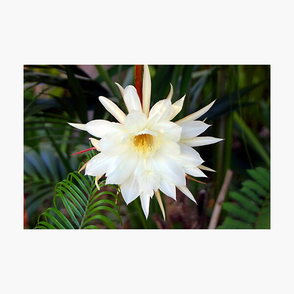 Aperçu de l'œuvre Moonflower créée et vendue par Bilgolaj.