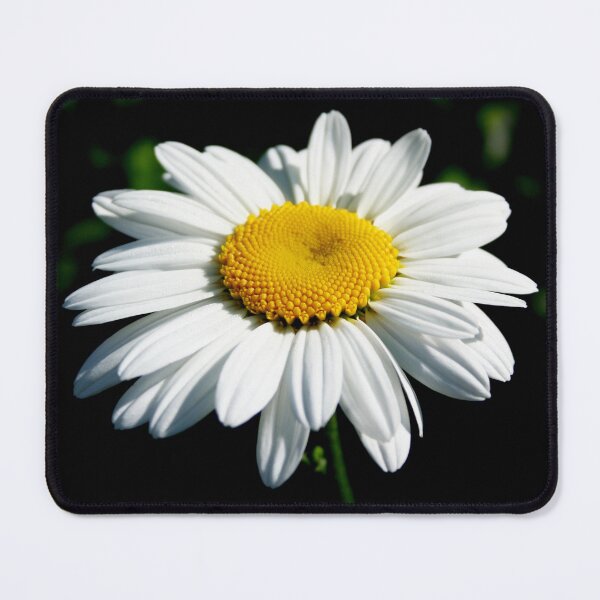 Item preview, Stunning White Shasta Daisy Photograph designed and sold by taiche.