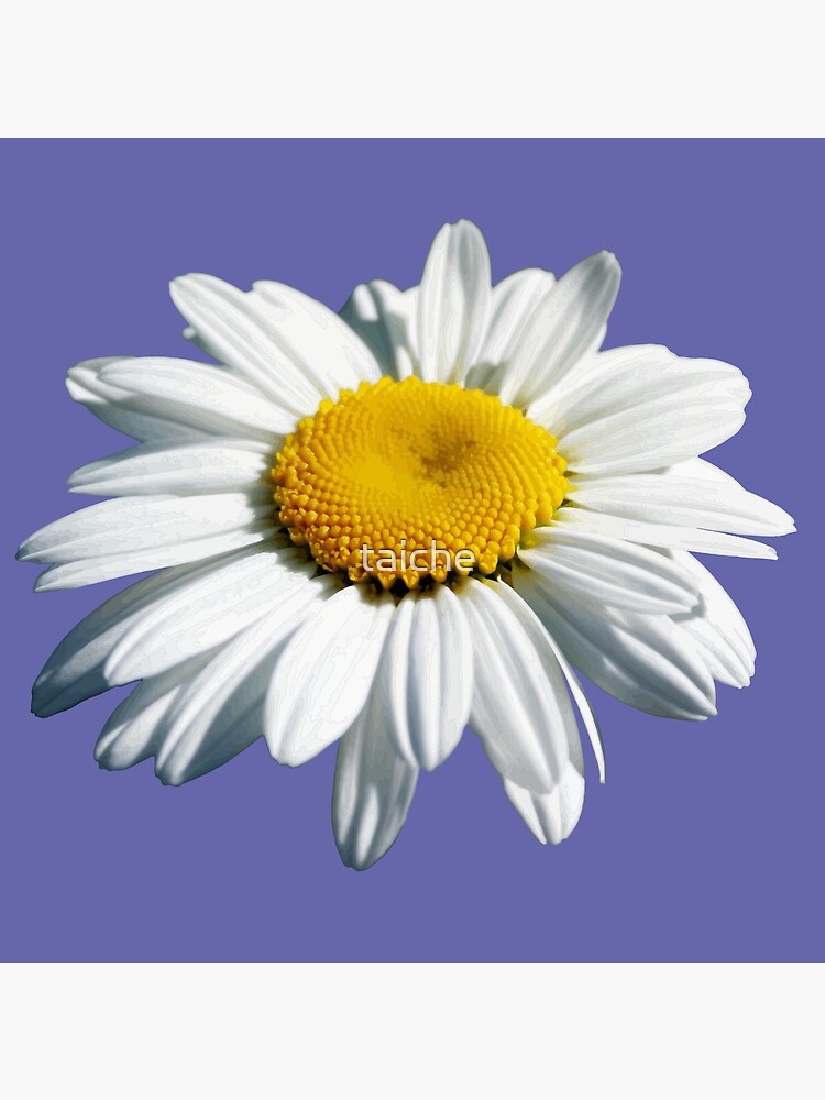 "Stunning White Marguerite Daisy Vector Cut Out" Canvas Print for Sale