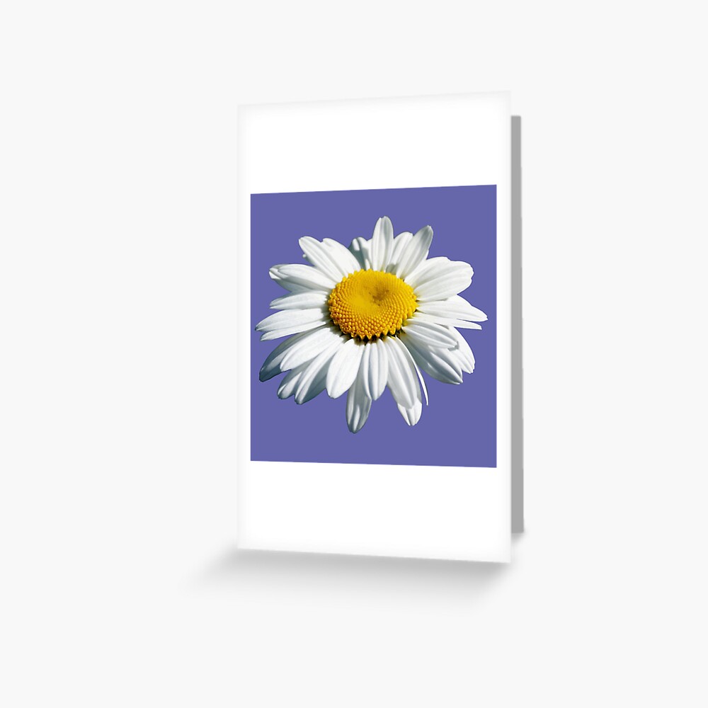 "Stunning White Marguerite Daisy Vector Cut Out" Greeting Card for Sale